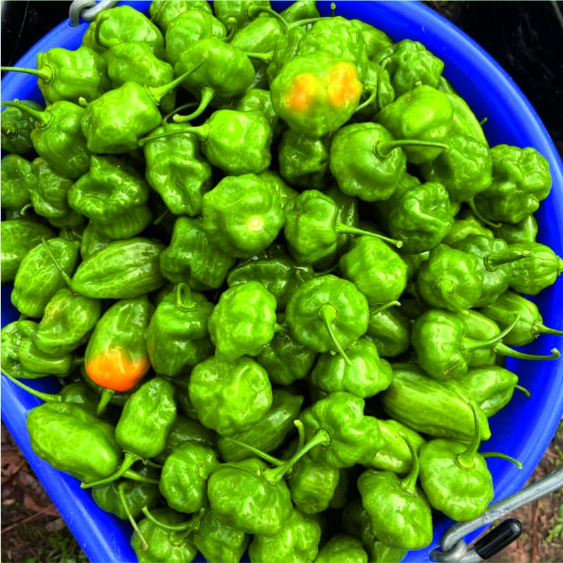 Hot Peppers (Green)