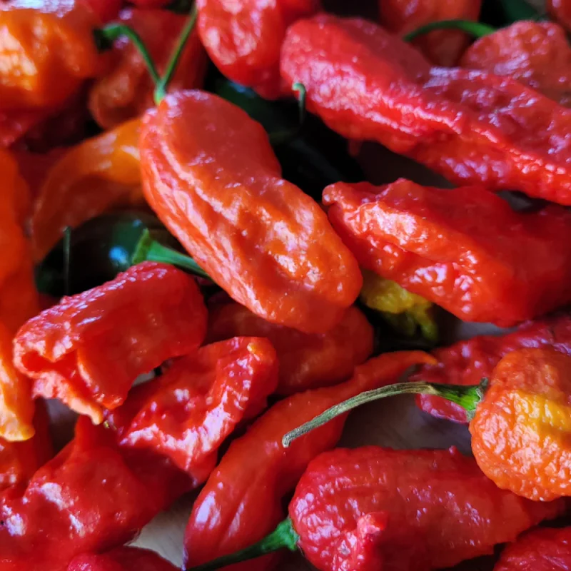 Hot Peppers (Red Ghost)